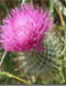 The
                          Thistle, The Emblem of Scotland a 'Prickly
                          Tale'